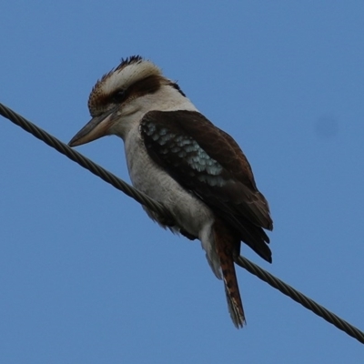 Dacelo novaeguineae (Laughing Kookaburra) at Wodonga - 1 Oct 2020 by Kyliegw