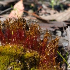 Ditrichaceae at Farrer, ACT - 30 Sep 2020 by Shazw