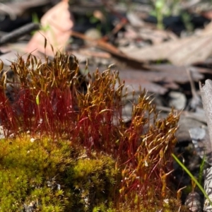 Ditrichaceae at Farrer, ACT - 30 Sep 2020