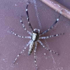 Helpis minitabunda (Threatening jumping spider) at Black Range, NSW - 1 Oct 2020 by StephH