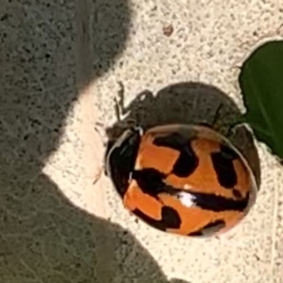 Coccinella transversalis (Transverse Ladybird) at Black Range, NSW - 1 Oct 2020 by StephH