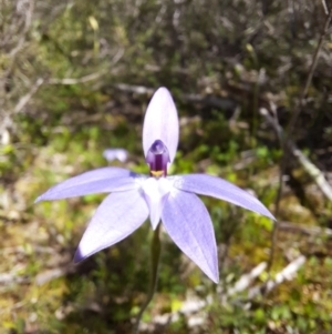 Glossodia major at Googong, NSW - 1 Oct 2020