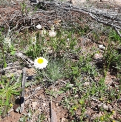 Leucochrysum albicans subsp. tricolor (Hoary Sunray) at Googong Water Pumping Station - 1 Oct 2020 by samreid007