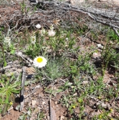 Leucochrysum albicans subsp. tricolor (Hoary Sunray) at Googong, NSW - 1 Oct 2020 by samreid007