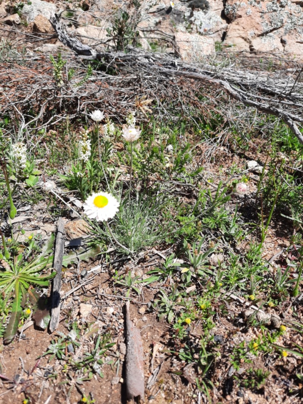 Leucochrysum albicans subsp. tricolor at Googong Water Pumping Station - 1 Oct 2020