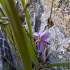 Thysanotus patersonii (Twining Fringe Lily) at Googong Foreshore - 1 Oct 2020 by samreid007