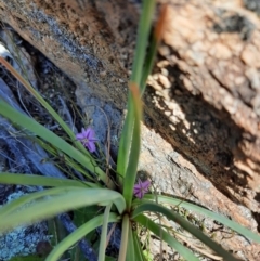 Thysanotus patersonii at Googong Water Pumping Station - 1 Oct 2020