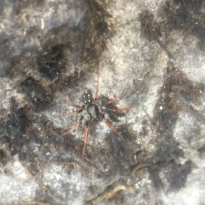 Habronestes sp. (genus) at Yerriyong, NSW - 1 Oct 2020
