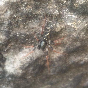 Habronestes sp. (genus) at Yerriyong, NSW - 1 Oct 2020