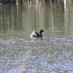 Tachybaptus novaehollandiae (Australasian Grebe) at Aranda Bushland - 1 Oct 2020 by AlisonMilton