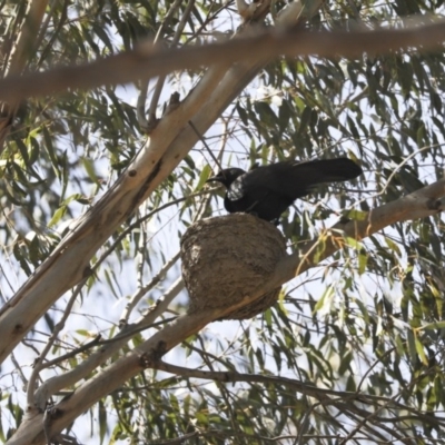 Corcorax melanorhamphos (White-winged Chough) at Aranda Bushland - 1 Oct 2020 by AlisonMilton