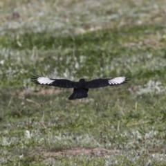 Corcorax melanorhamphos at Holt, ACT - 1 Oct 2020