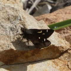 Toxidia doubledayi (Lilac Grass-skipper) at Black Range, NSW - 1 Oct 2020 by StephH