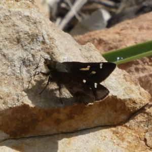 Toxidia doubledayi at Black Range, NSW - 1 Oct 2020