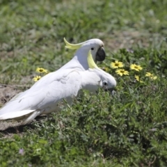 Cacatua galerita (Sulphur-crested Cockatoo) at Aranda Bushland - 1 Oct 2020 by AlisonMilton