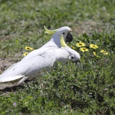 Cacatua galerita (Sulphur-crested Cockatoo) at Holt, ACT - 1 Oct 2020 by Alison Milton