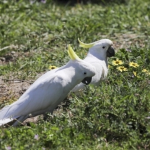 Cacatua galerita at Holt, ACT - 1 Oct 2020 12:27 PM