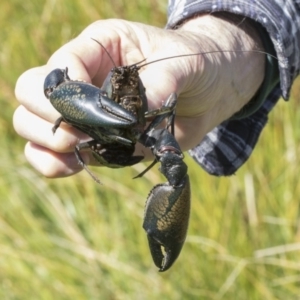 Cherax destructor at Holt, ACT - 1 Oct 2020