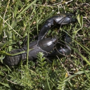 Cherax destructor at Holt, ACT - 1 Oct 2020