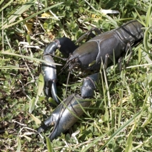 Cherax destructor at Holt, ACT - 1 Oct 2020