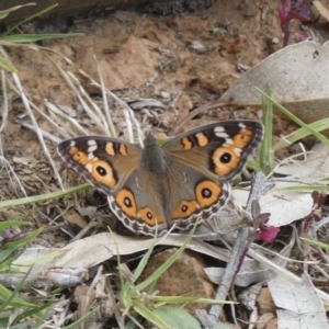 Junonia villida at Black Range, NSW - 1 Oct 2020 06:06 PM