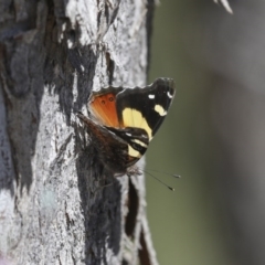 Vanessa itea (Yellow Admiral) at Aranda Bushland - 1 Oct 2020 by AlisonMilton