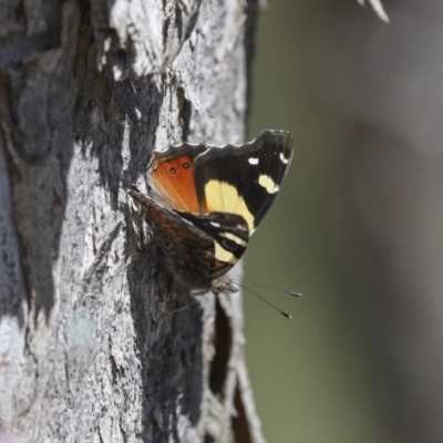 Vanessa itea (Yellow Admiral) at Aranda Bushland - 1 Oct 2020 by AlisonMilton