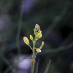 Bulbine bulbosa (Golden Lily, Bulbine Lily) at Holt, ACT - 1 Oct 2020 by AlisonMilton