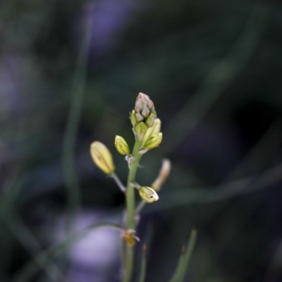 Bulbine bulbosa (Golden Lily) at Holt, ACT - 1 Oct 2020 by AlisonMilton