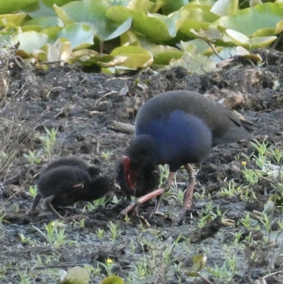 Porphyrio melanotus (Australasian Swamphen) at Bega, NSW - 1 Oct 2020 by StephH