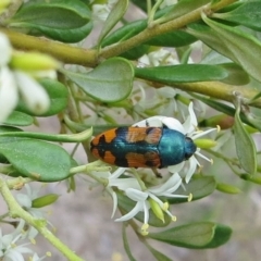 Castiarina scalaris (Scalaris jewel beetle) at Tuggeranong Hill - 26 Dec 2017 by Owen