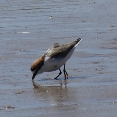 Charadrius ruficapillus (Red-capped Plover) at Mogareeka, NSW - 1 Oct 2020 by StephH