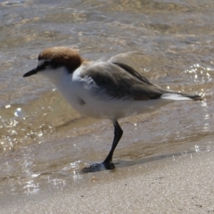 Anarhynchus ruficapillus at Tathra, NSW - 1 Oct 2020