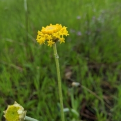 Ammobium craspedioides (Yass Daisy) at Bookham, NSW - 26 Sep 2020 by MattM