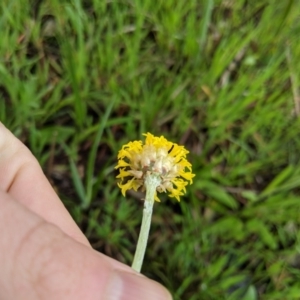 Ammobium craspedioides at Bookham, NSW - 26 Sep 2020