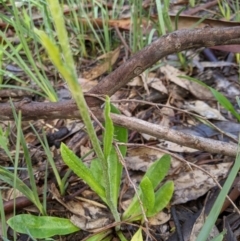 Ammobium craspedioides at Bookham, NSW - 26 Sep 2020