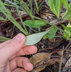 Ammobium craspedioides at Bookham, NSW - 26 Sep 2020