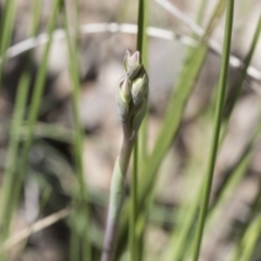 Thelymitra sp. (A Sun Orchid) at Molonglo Valley, ACT - 1 Oct 2020 by AlisonMilton