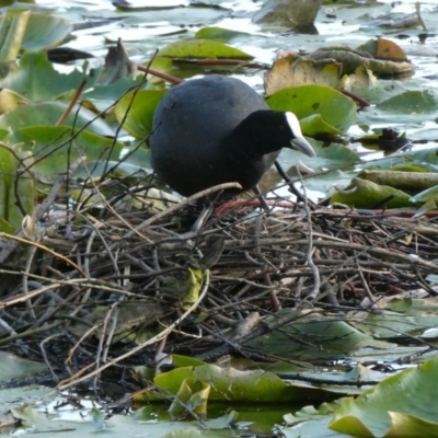 Fulica atra (Eurasian Coot) at Bega, NSW - 1 Oct 2020 by StephH