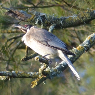 Philemon corniculatus (Noisy Friarbird) at Bega, NSW - 1 Oct 2020 by MatthewHiggins