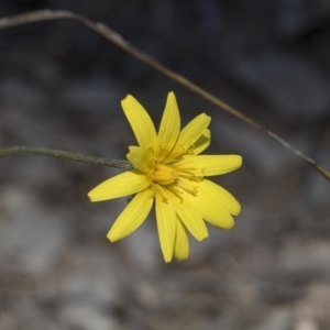 Microseris walteri at Holt, ACT - 1 Oct 2020 12:15 PM