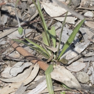 Microseris walteri at Holt, ACT - 1 Oct 2020 12:15 PM