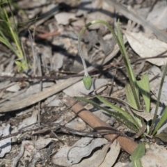 Microseris walteri at Holt, ACT - 1 Oct 2020