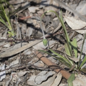 Microseris walteri at Holt, ACT - 1 Oct 2020