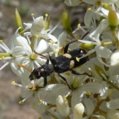 Eleale pulchra (Clerid beetle) at Theodore, ACT - 24 Dec 2018 by owenh