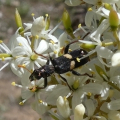 Eleale pulchra (Clerid beetle) at Tuggeranong Hill - 24 Dec 2018 by Owen