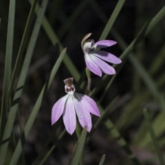 Caladenia carnea (Pink Fingers) at Molonglo Valley, ACT - 1 Oct 2020 by AlisonMilton