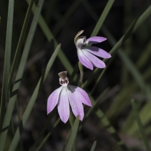 Caladenia carnea at Point 4598 - suppressed