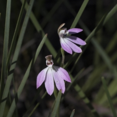 Caladenia carnea (Pink Fingers) at Molonglo Valley, ACT - 1 Oct 2020 by AlisonMilton