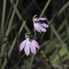 Caladenia carnea at Point 4598 - suppressed